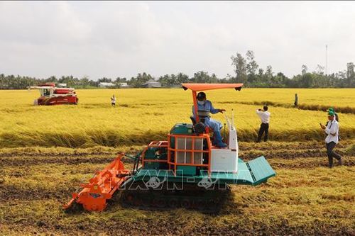 Giá thu mua lúa giảm, lợi nhuận nông dân bị thu hẹp