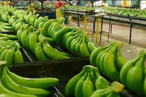Lý do giá chuối xuất khẩu tăng trở lại