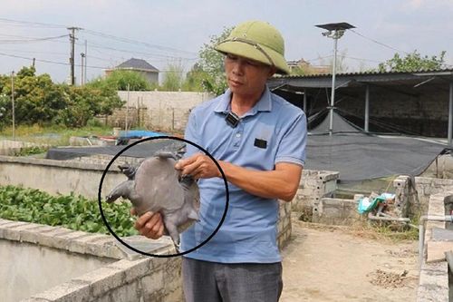 Anh nông dân đút túi 500 triệu nhờ nuôi con đặc sản 'hiền như cục đất'