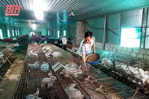 Quảng Xương tập trung tái đàn gia súc, gia cầm sau tết