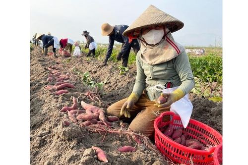 Nông dân thua lỗ do khoai lang mất mùa, rớt giá