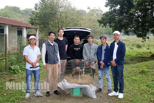 Vườn Quốc gia Cúc Phương cứu hộ một cá thể chim Đại bàng đầu nâu quý hiếm