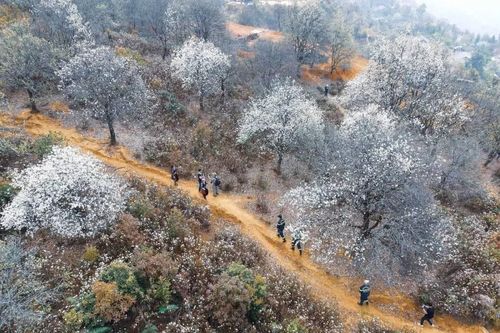 Đến bản cao nhất Việt Nam để ngắm thiên đường hoa trắng
