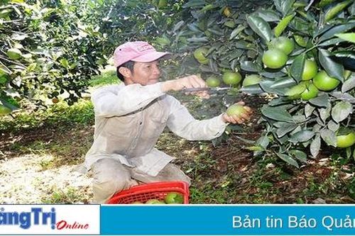 Tích tụ ruộng đất để phát triển nông nghiệp quy mô lớn