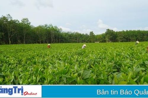 Cam Lộ: Sẽ phát triển thêm khoảng 4.000 ha rừng FSC