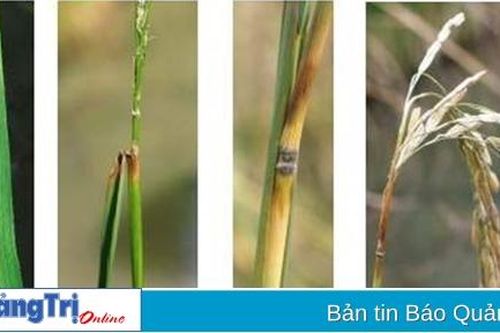 Hơn 610 ha lúa bị nhiễm bệnh đạo ôn