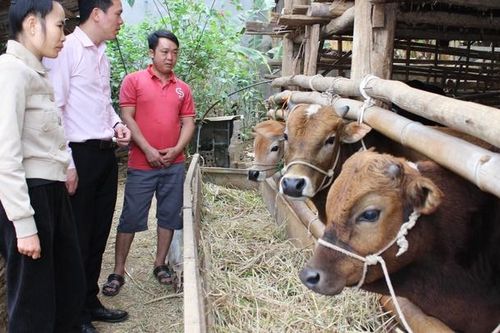 Đồng hành với nông dân xóa đói, giảm nghèo