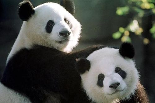 Sự trở lại của 'ngoại giao gấu trúc' trong quan hệ Trung Quốc - Mỹ