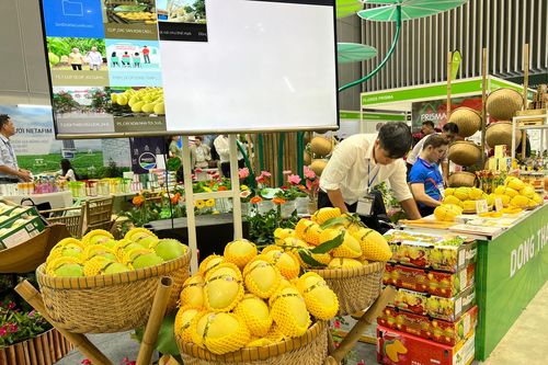 Đồng Tháp mang đặc sản xoài Cao Lãnh đến triển lãm HortEx Vietnam 2024