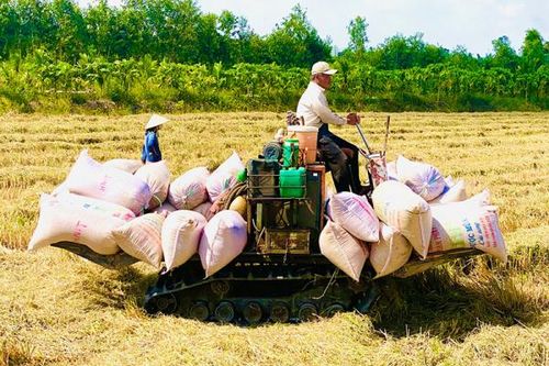 Để phát triển bền vững chuỗi giá trị lúa gạo