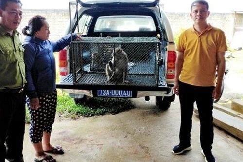 Thả nhiều động vật hoang dã quý hiếm về Vườn quốc gia Phong Nha Kẻ Bàng