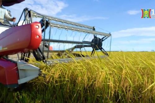 Hỗ trợ lãi suất ưu đãi cho doanh nghiệp lúa gạo