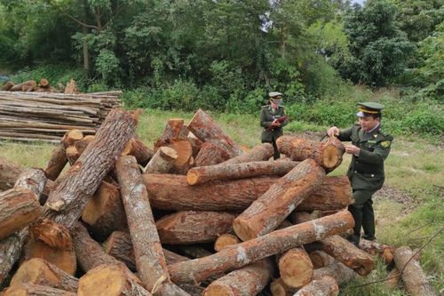 Phát hiện và xử lý 30 vụ vi phạm pháp luật trong lĩnh vực lâm nghiệp