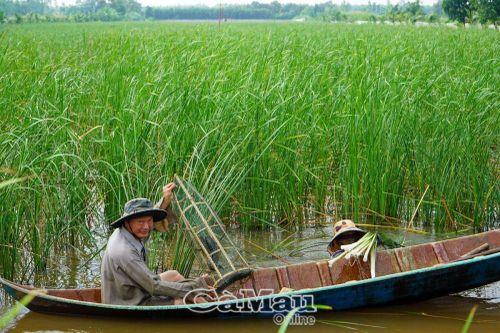 Hồi sinh 'rừng vàng, biển bạc' - Bài 2: Cá đồng kêu cứu