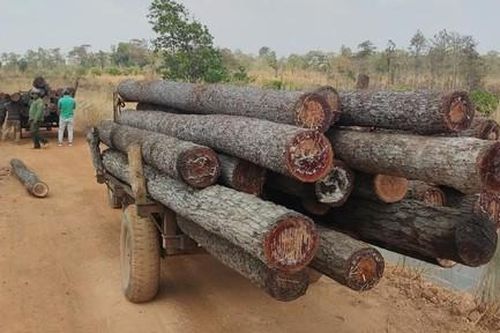 Khởi tố 2 vụ phá rừng sau phản ánh của Chuyên đề Công an TPHCM
