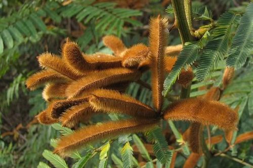 Loài cây độc gây chết người trong Sách đỏ IUCN