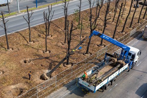 TP.HCM thu tiền tỷ từ đấu giá gỗ đốn hạ cây xanh đường phố