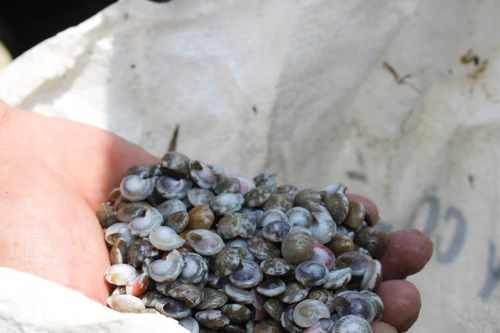 Ngư dân Quảng Ngãi ngược sóng khai thác ốc gạo