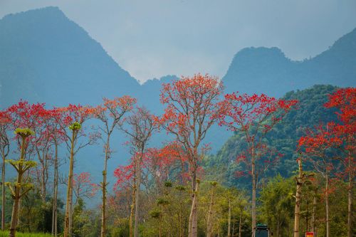 Mê mẩn sắc hoa Mộc Miên đỏ thắm