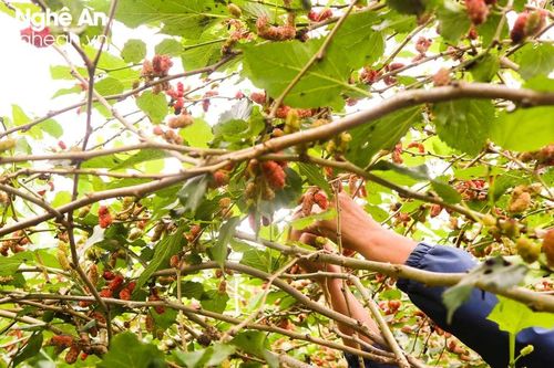 Mùa dâu chín rực ở xã ven đô