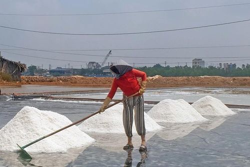Diêm dân Cà Mau Muối lo lắng vì muối được mùa nhưng mất giá