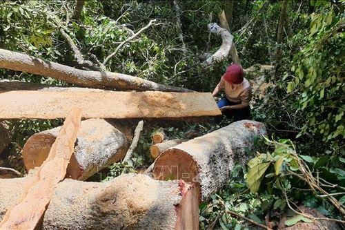 Kiểm lâm Gia Lai điều tra, xử lý nghiêm tình trạng phá rừng tại Mang Yang