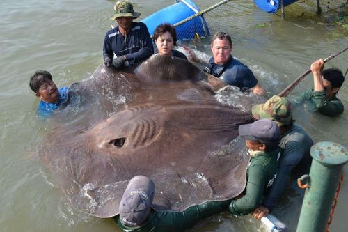 Người đàn ông bắt được cá đuối khổng lồ dài 4,3 mét, nặng 360kg