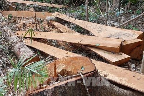 Sẽ đẩy nhanh đấu giá lượng gỗ thu hồi từ đốn hạ cây xanh