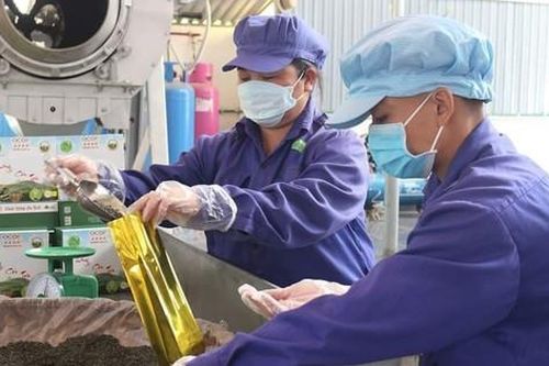 Tìm 'chỗ đứng' cho thương hiệu chè Phú Thọ