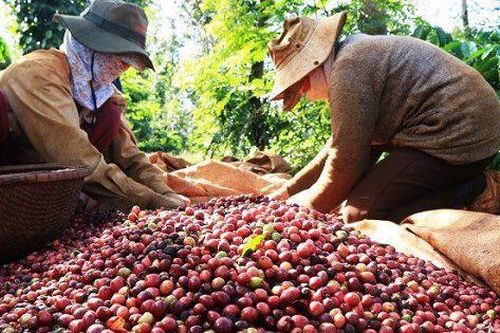 Top 10 doanh nghiệp xuất khẩu cà phê nhân sống nhiều nhất từ tháng 10/2023 đến nay