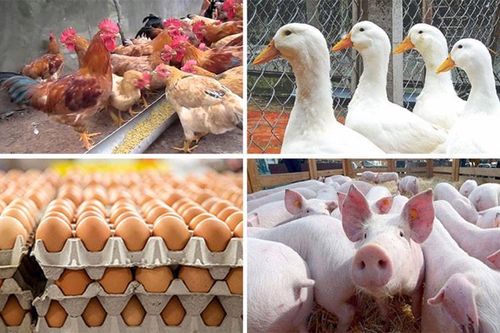 Nhiều quy định bất cập đang gây khó cho ngành chăn nuôi, các Hiệp hội kiến nghị tháo gỡ