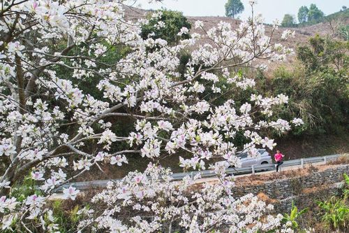 Rực rỡ sắc Ban giữa đại ngàn