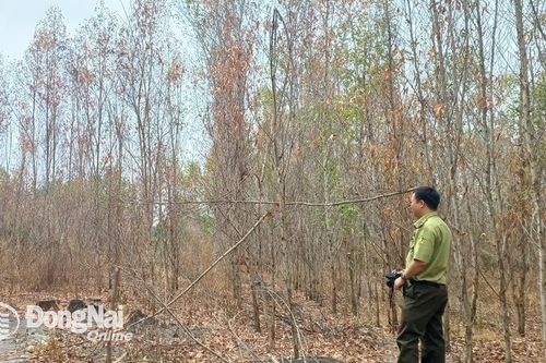 Huy động lực lượng tưới nước chống hạn cho cây rừng