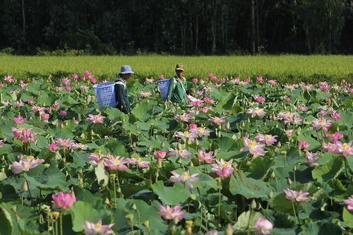 Tập trung phát triển bền vững ngành hàng sen, vịt