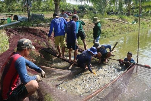 Tăng cường thực hiện công tác quản lý an toàn thực phẩm trong nuôi trồng thủy sản