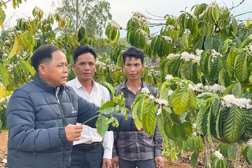 Đổi thay ở làng căn cứ cách mạng Đak Bok