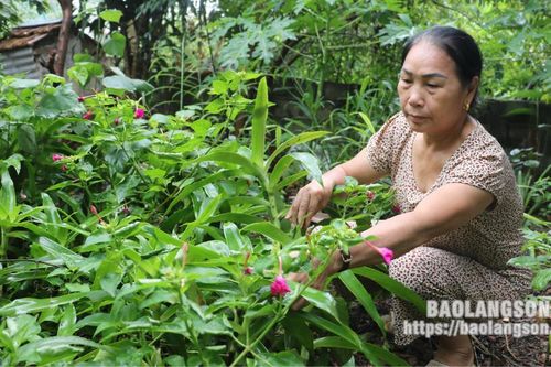 Các cấp hội cựu thanh niên xung phong giúp hội viên thoát nghèo, phát triển kinh tế