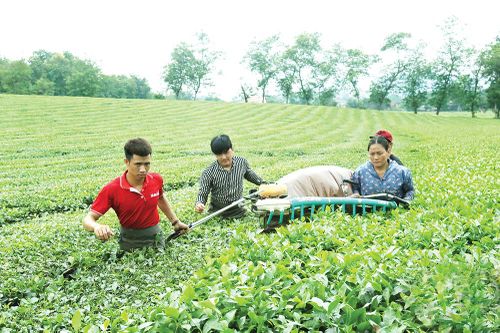 Dẫn lối, đồng lòng, 'tam nông' phát triển
