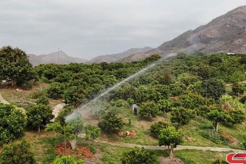 Sông Mã chú trọng phát triển cây ăn quả chất lượng cao