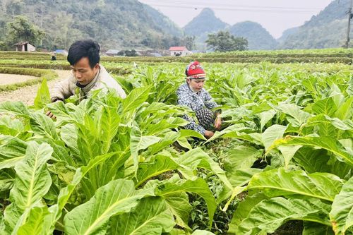 Cai Bộ tích cực chuyển đổi cơ cấu cây trồng