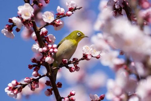 Hoa anh đào Somei - Yoshino sắp tuyệt chủng?