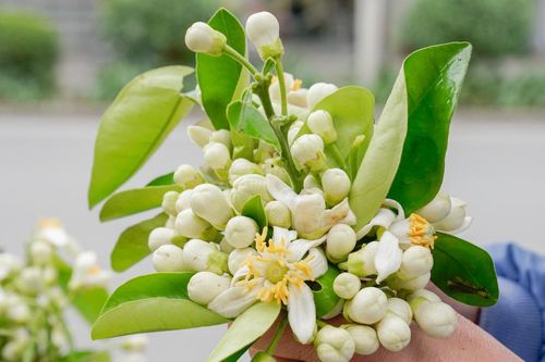 Hoa bưởi dịu dàng 'xuống phố' hút khách giữa Thủ đô