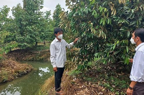 Tiền Giang: Tập trung ứng phó hạn mặn, đảm bảo an toàn các 'vườn cây bạc tỷ'