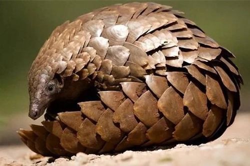 Tê tê thả về rừng Cù Lao Chàm: Loài cực quý hiếm trong Sách Đỏ