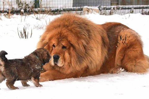 Giống chó quý tộc siêu đắt đỏ, giới nhà giàu lùng sục tìm mua