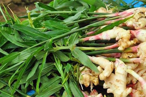 Công nghệ giúp gia tăng giá trị cho củ gừng