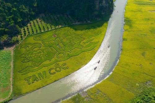 Ninh Bình: 'Mục đồng thổi sáo' trên cánh đồng Tam Cốc