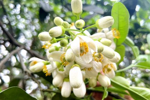 Nồng nàn hương bưởi Đại Minh