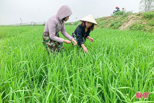 Điểm tên giống 'mồi lửa' lây lan bệnh đạo ôn trên lúa xuân