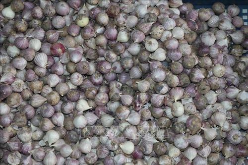 Loay hoay tìm đầu ra cho cây tỏi